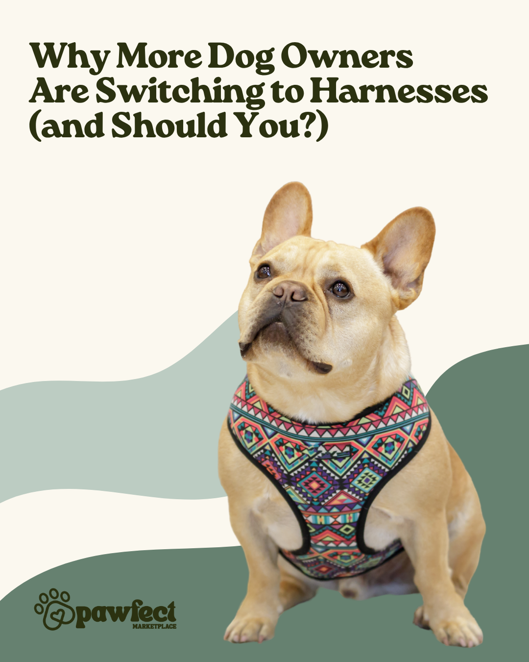 Why More Dog Owners Are Switching to Harnesses (and Should You?)