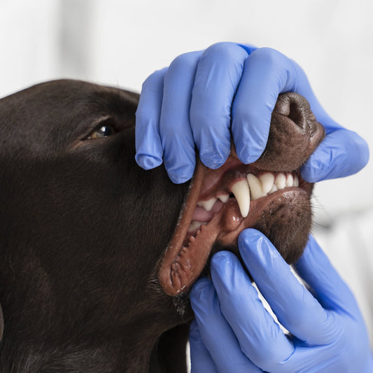 Dental Care for Pets: Why It’s More Important Than Ever in 2025