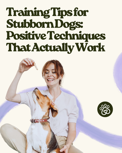 Training Tips for Stubborn Dogs: Positive Techniques That Actually Work
