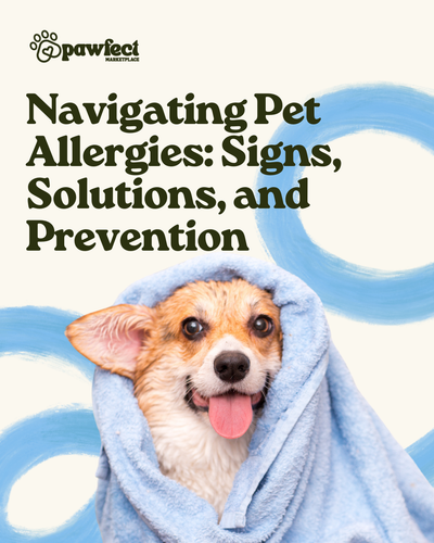 Navigating Pet Allergies: Signs, Solutions, and Prevention