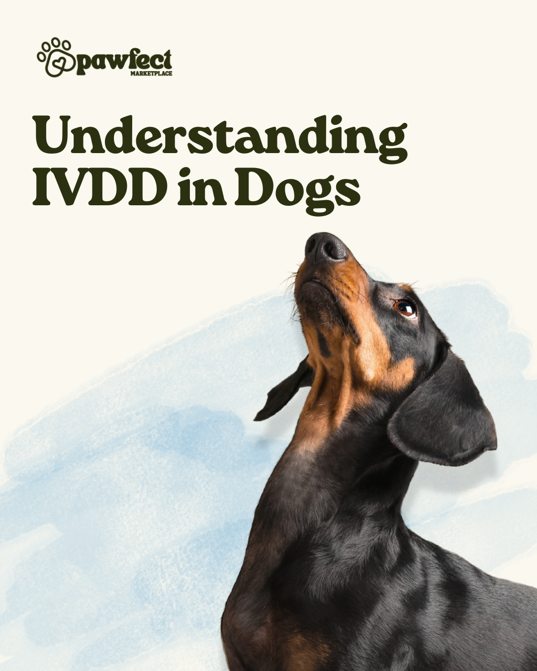 IVDD for Dogs