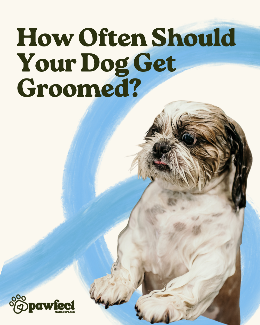 How often to Bathe a Dog?