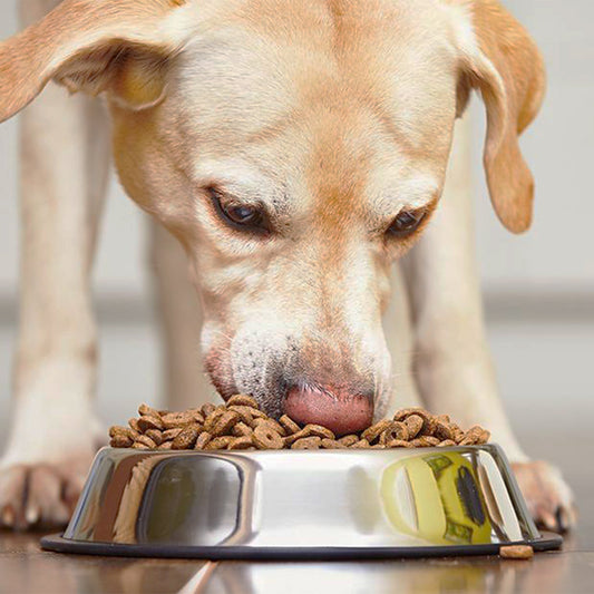 The Ultimate Guide to Choosing the Best Food for Your Pet in 2025