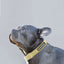 Natural Hemp & Cotton Dog Collar