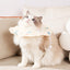 Pet Recovery Collar