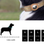 Nylon Pet Collar