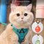 Reflective Mesh Pet Harness