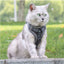Reflective Mesh Pet Harness