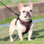 Reflective Mesh Pet Harness