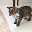 Cat Collar & Bowtie