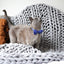 Cat Collar & Bowtie