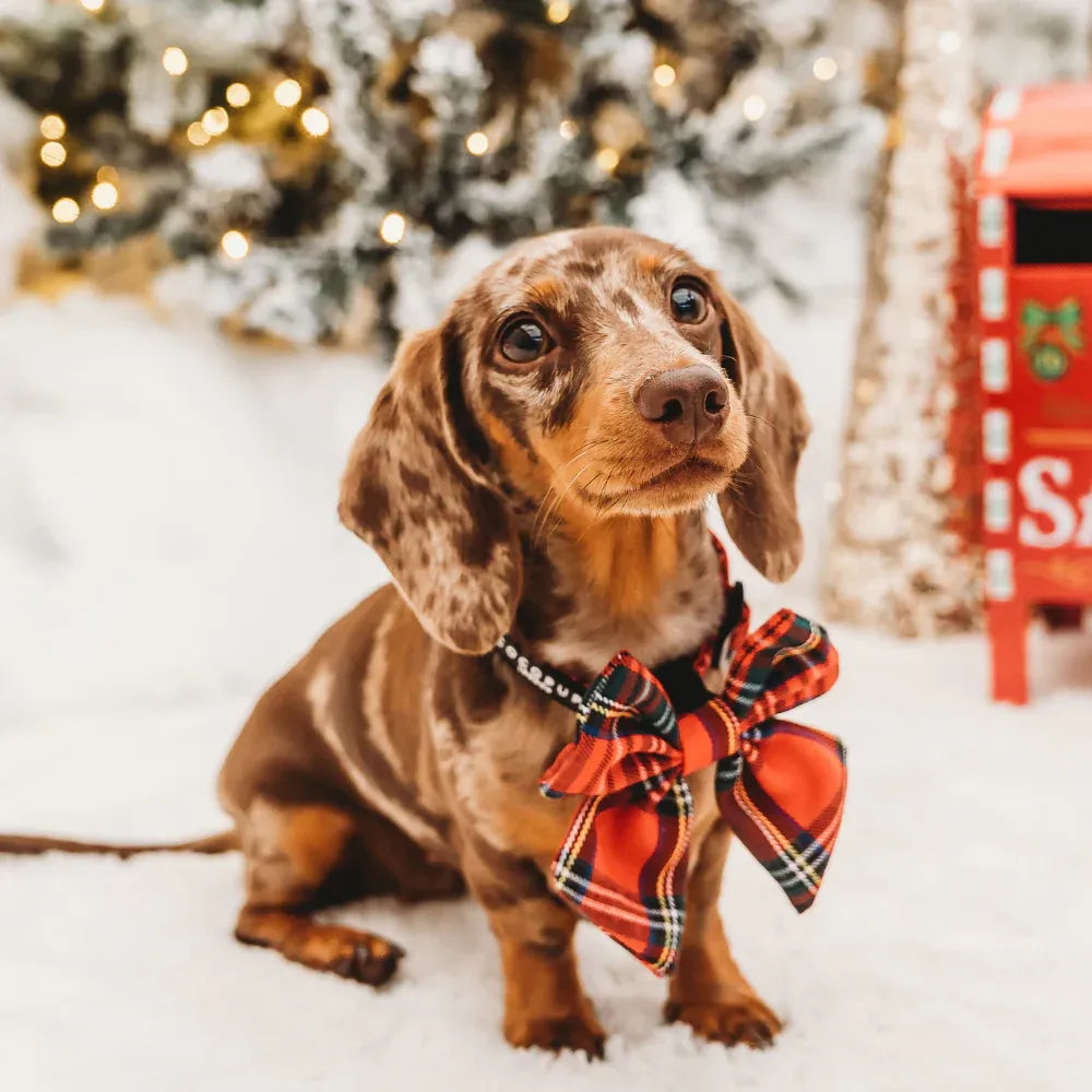 Cocopup LUXE Bow Tie