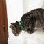 Cat Collar