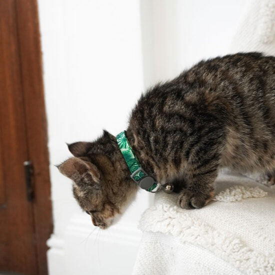 Cat Collar