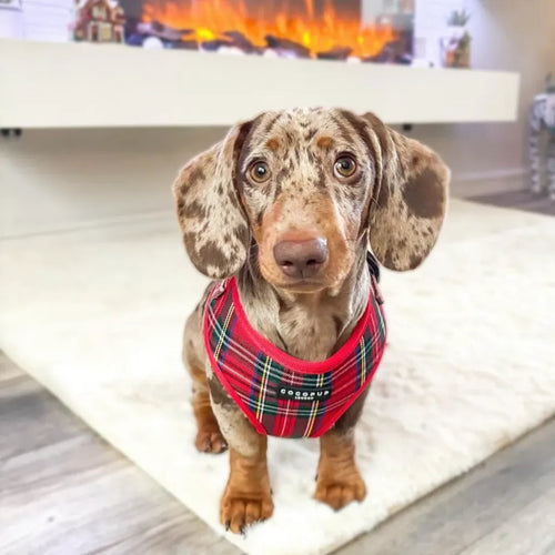 LUXE Adjustable Neck Harness