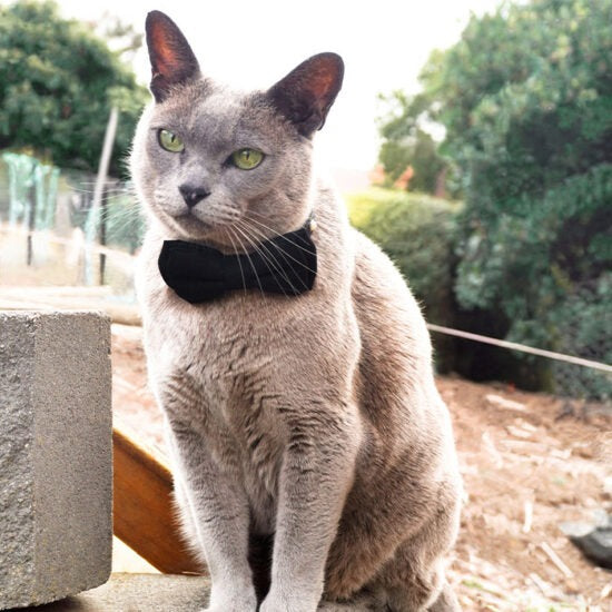 Cat Collar & Bowtie